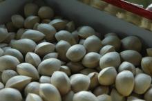 PURE DRIED PISTACHIO AND CASHEW NUTS IN BULK