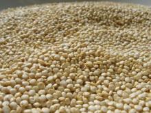 QUINOA FLOUR 1 KG