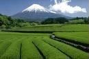 Japanese Green Tea (bulk)