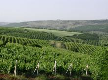 Moldavian wine in BULK