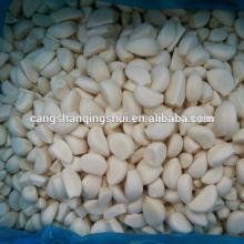 china IQF garlic price