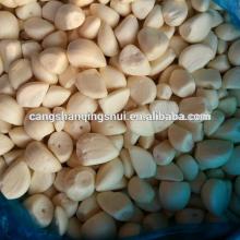 china frozen garlic peeled price