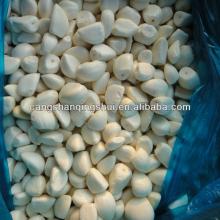 garlic clove frozen vegetable quality peeled garlic for sale
