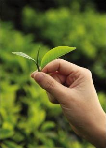  ASSAM   TEA  / BLACK/ GREEN/ WHITE  TEA  / RETAIL & WHOLESALE