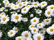 Dried chamomile
