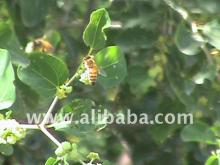 Extra Virgin Sidr Honey