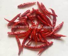 Dry Red Chili Pepper Teja / S17 stemless