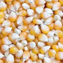 Rich quality yellow corn