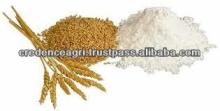 Indian Wheat Flour Price