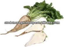 Sugar Beet Exporters
