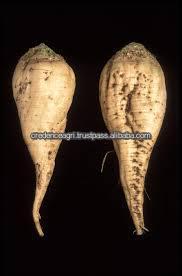 Sugar Beet From India