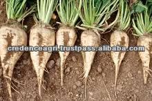 Sugar Beet Best Price