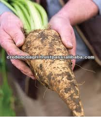 Indian Sugar Beet Price