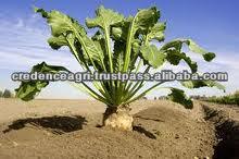 Sugar Beet Selling Price