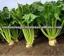 Indian  Sugar   Beet  Selling