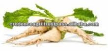 Beet Sugar Specification From India