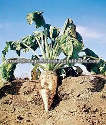 Indian Sugar Beet