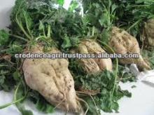 Beet Sugar Specification