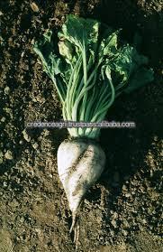 Indian Sugar Beets Supplier