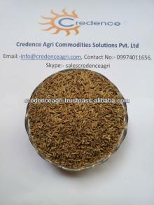 Indian cumin seeds