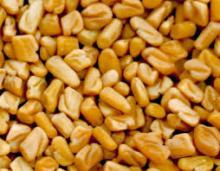 Exporter of fenugreek