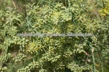 export price of fresh fennel seeds