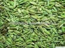 Indian fresh fennel seeds export price