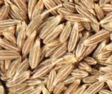 Cumino seeds