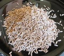 Indian origin cumin seeds