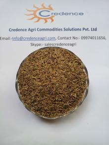 99% Europe Quality Cumin Seeds Best Specifications