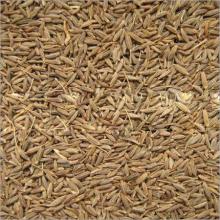 99% Singapore Quality Cumin Seeds In Bulk