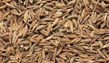 99% Singapore Quality Cumin Seeds For Israel