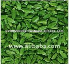 United States High Quality Fresh Green Cardamom