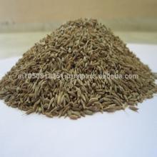 Cumin   seeds 