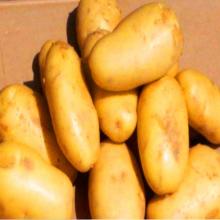 potato specifications