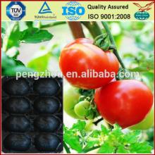 PP packaging  tray  for  fruit 