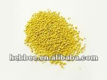 Rape Flower Pollen