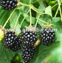 Back Berry Juice Concentrate