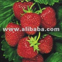 Strawberry juice concentrate