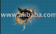 Bee products: HONEY
