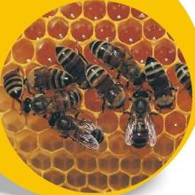 Sell Pure Natural  Honey  And  Royal   Jelly 