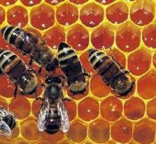 royal jelly