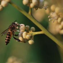 organic longan honey