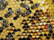 honey bee pollen