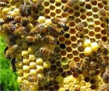 Vietnam honey