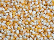 YELLOW CORN MAIZE HUMAN CONSUMPTION