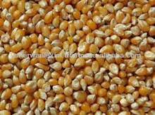 YELLOW MAIZE CORN