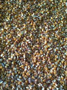 YELLOW CORN