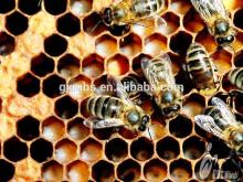Hot sale manuka honey  bulk 