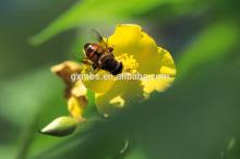Wholesale new zealand manuka honey
